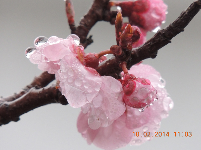 flowers 2014 129_.jpg