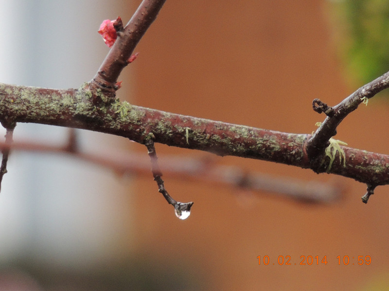 flowers 2014 118_.jpg