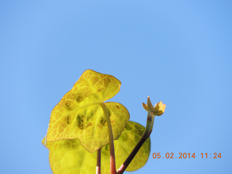 flowers 2014 007_.jpg