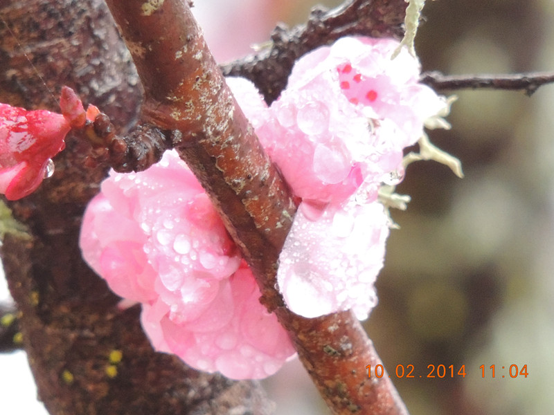 flowers 2014 133_.jpg