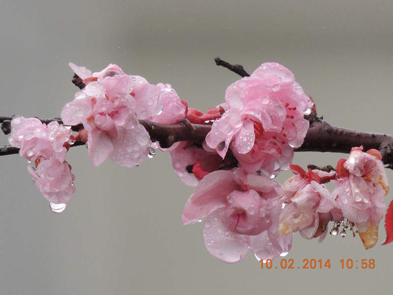 flowers 2014 116_.jpg