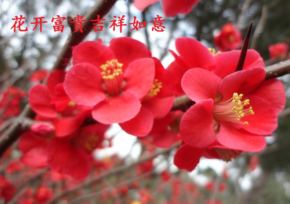 DSC08272-dz-1.jpg