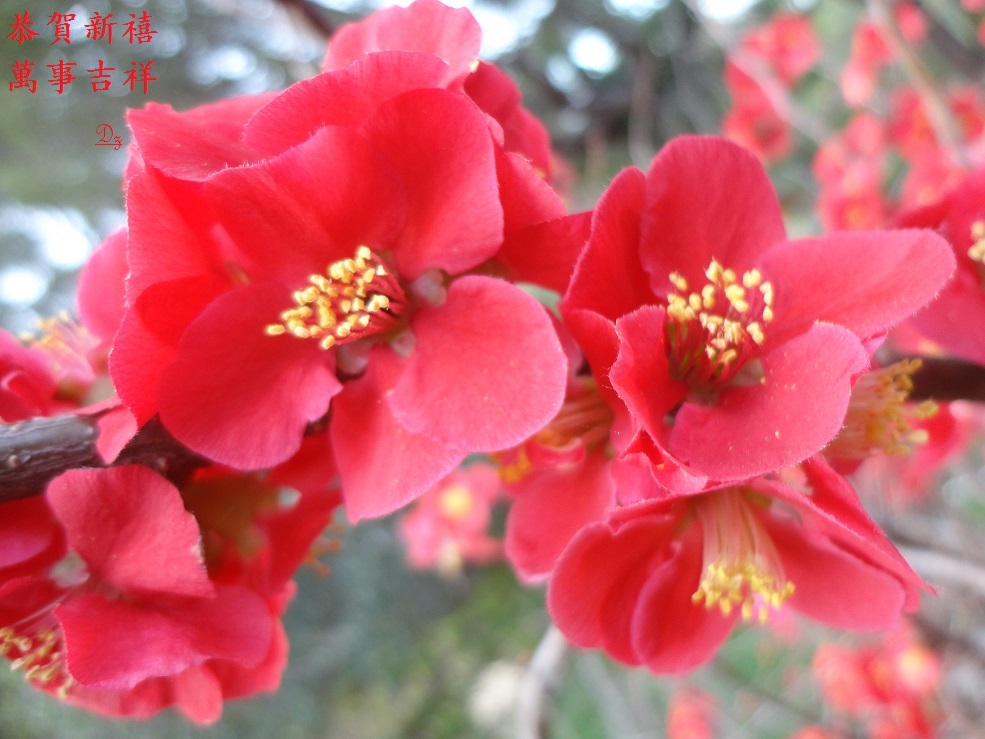 DSC08285-dz-1.jpg