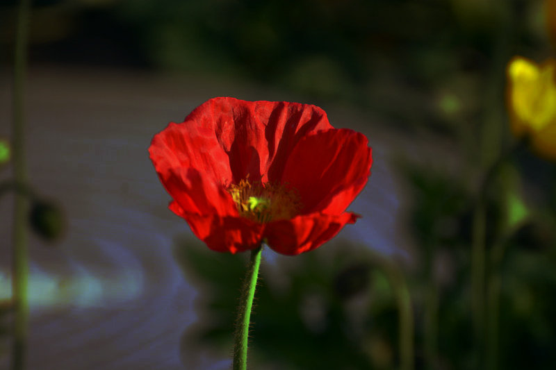 _DSC4603_1.JPG