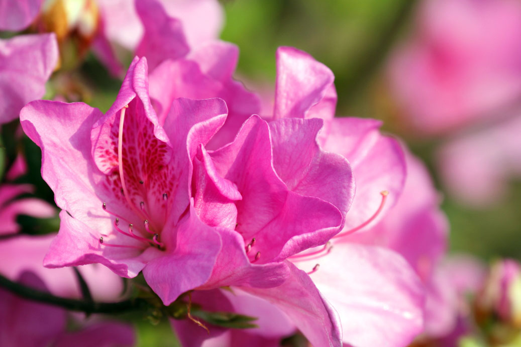 _MG_96152014--2--2.JPG