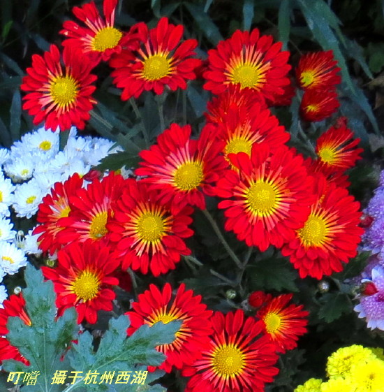 IMG_0001_6195.jpg