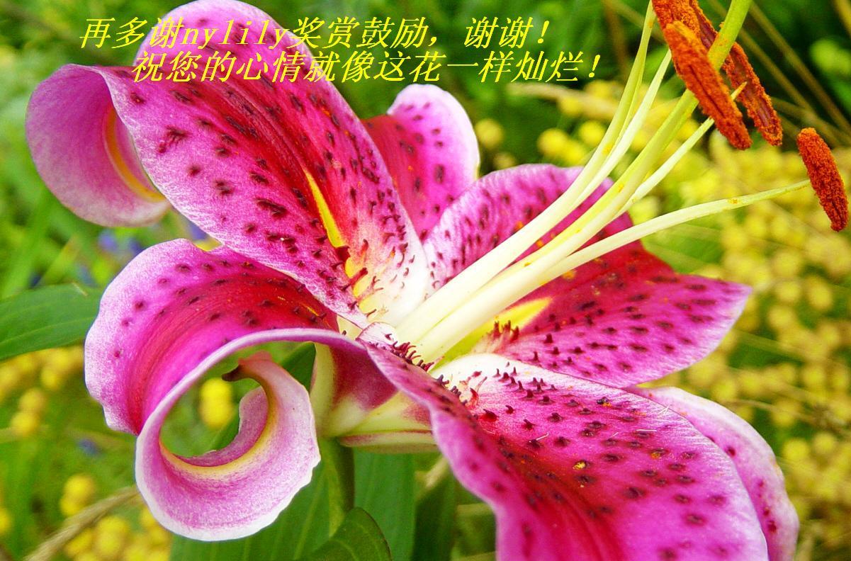 ٶлnylily͹ллףһã.JPG