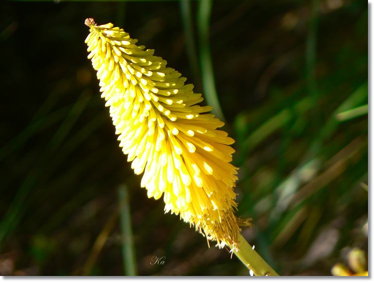 Flower 16-01-14 282.jpg