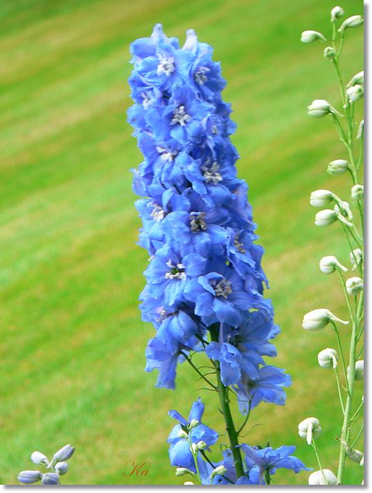 Flower 16-01-14 421.jpg