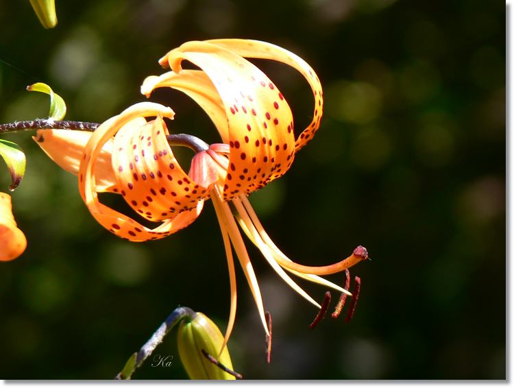 Flower 23-01-14 149.jpg
