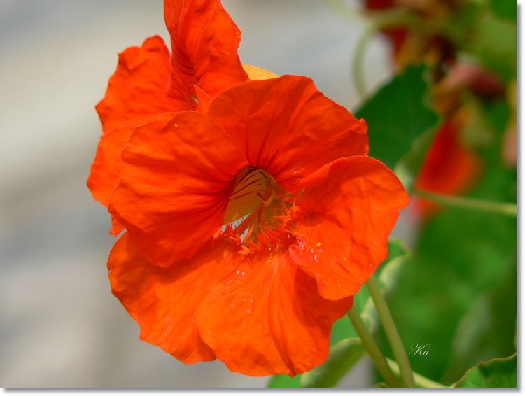 Flowers 20--02--13 255.jpg