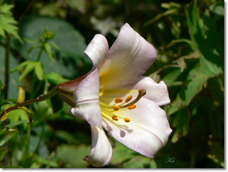 Flower 16-01-14 185.jpg