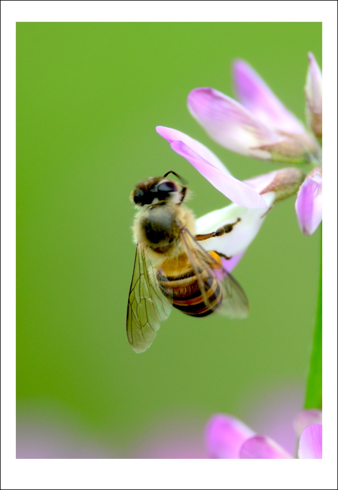 DSC_2800_conew1.jpg