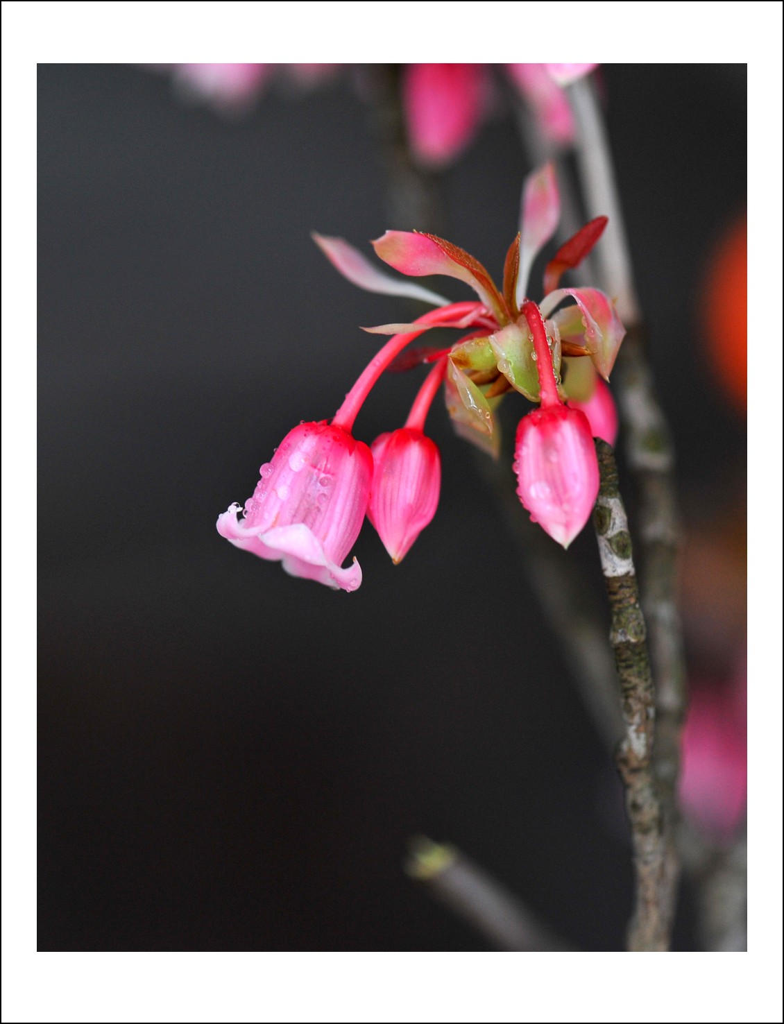 DSC_0005_conew1.jpg
