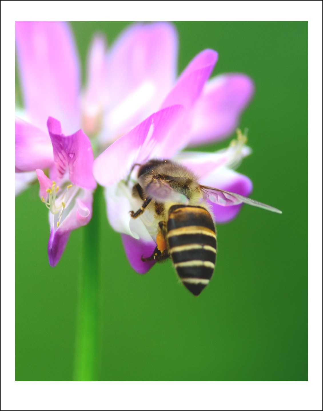 DSC_2858_conew1.jpg