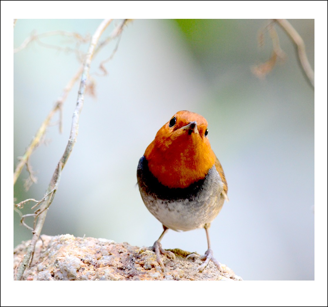 DSC_6552_conew1.jpg