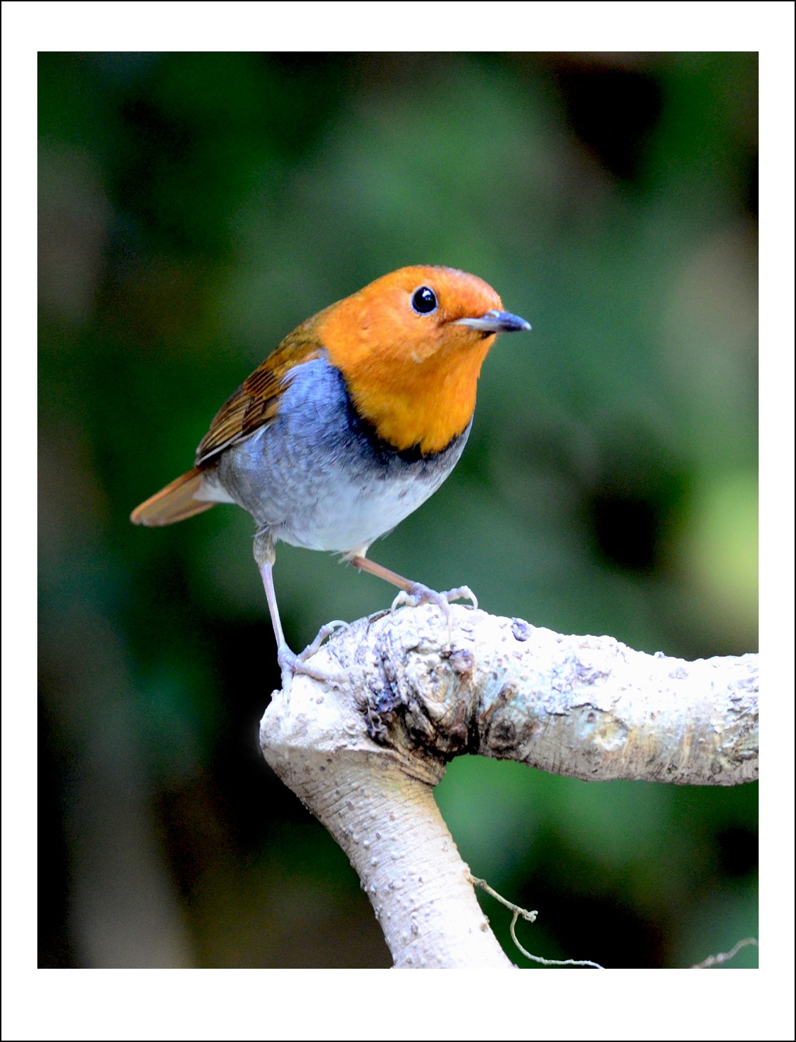 DSC_6388_conew1.jpg
