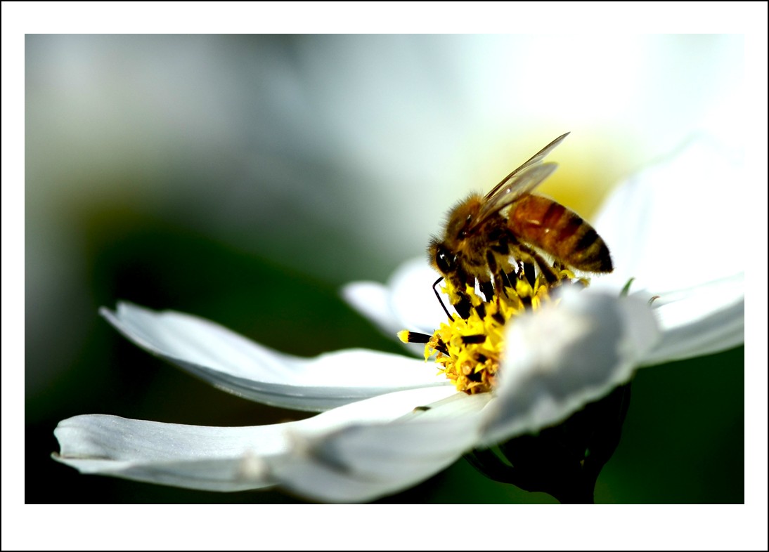 DSC_7073_conew1.jpg