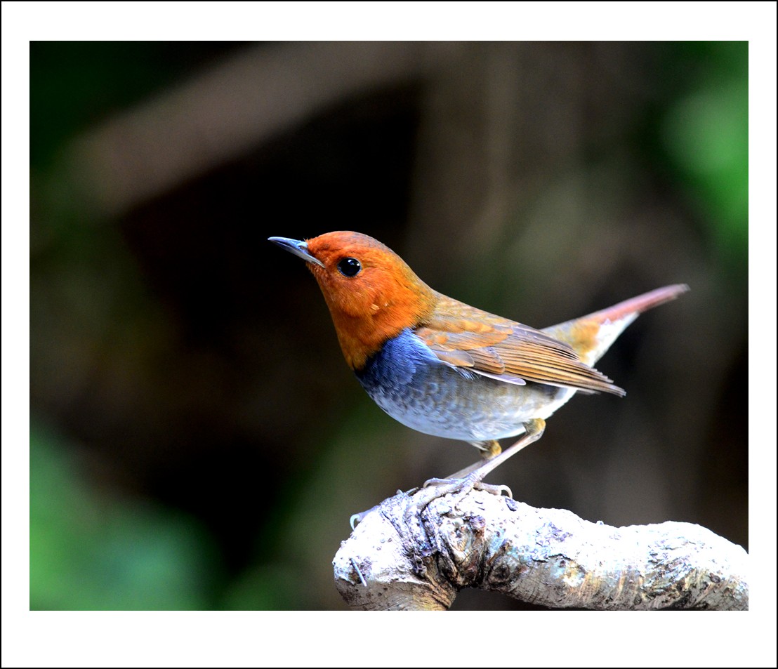 DSC_6539_conew1.jpg