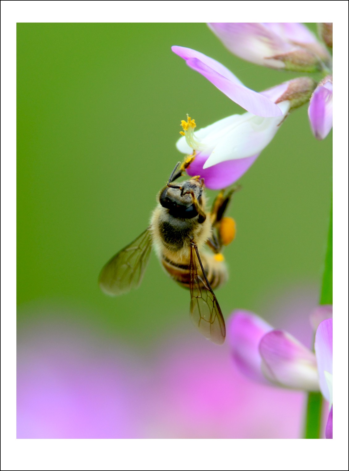 DSC_2813_conew1.jpg