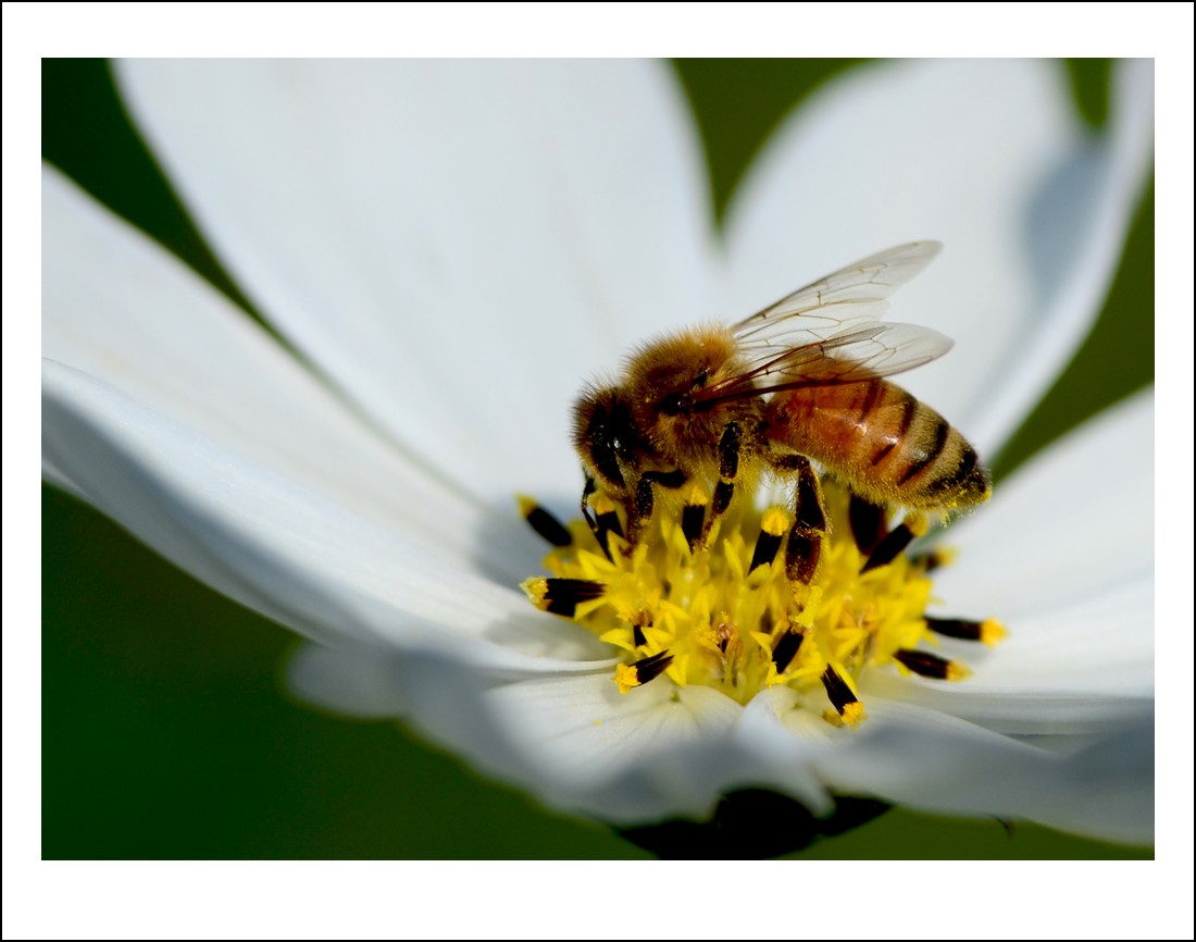 DSC_7147_conew1.jpg