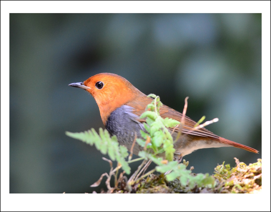 DSC_6017_conew1.jpg