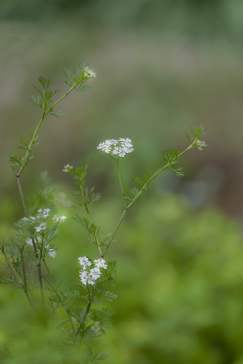 DSC_5795.jpg