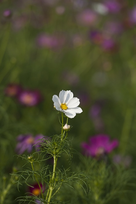 DSC_3718.jpg