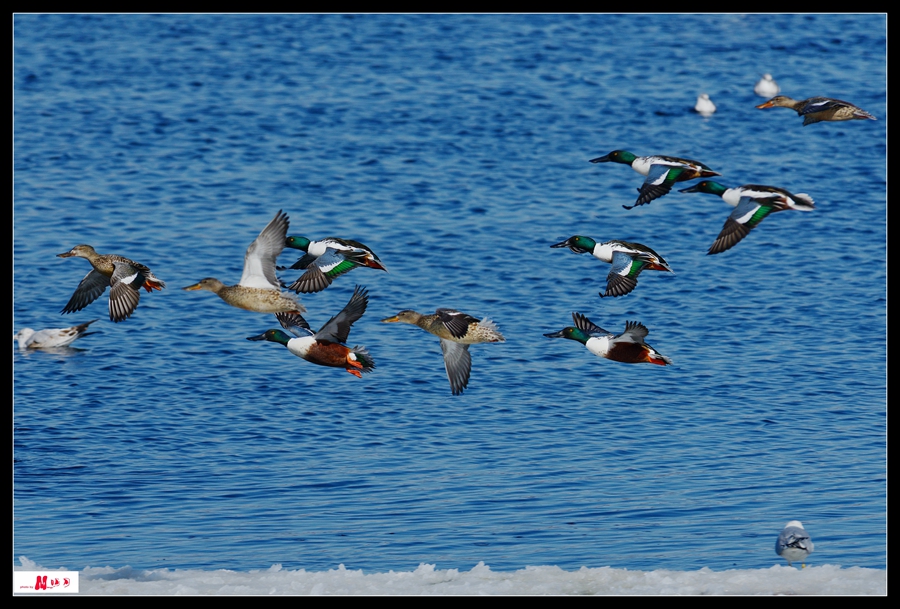 DSC_4826 ����_����.jpg