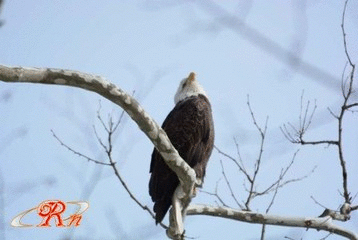 eagle2.gif