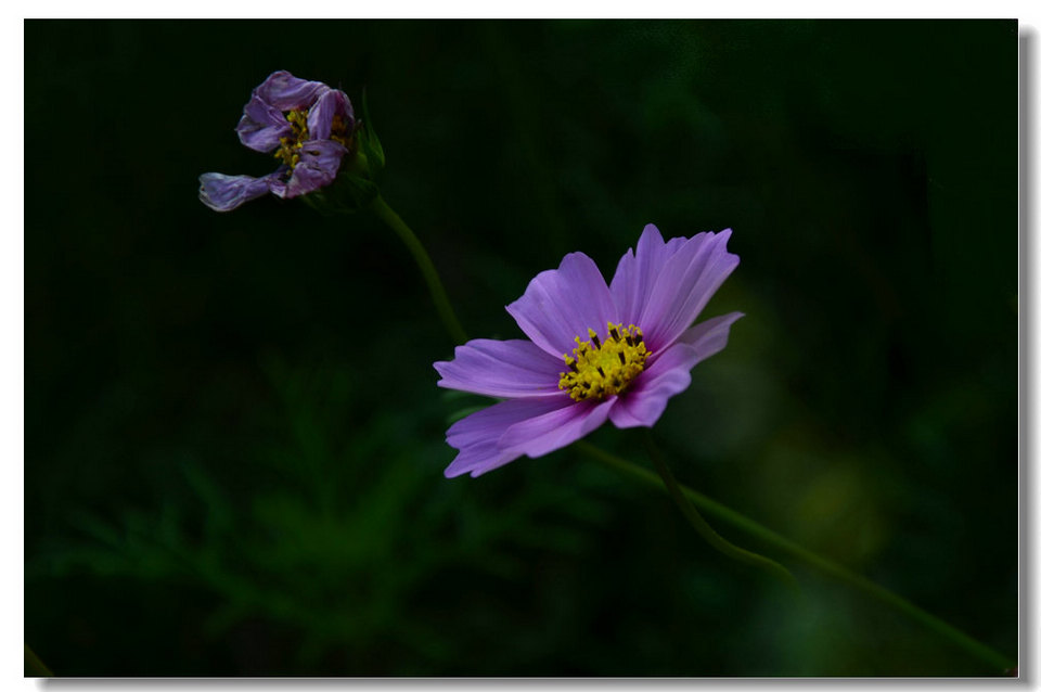 DSC_7091.jpg