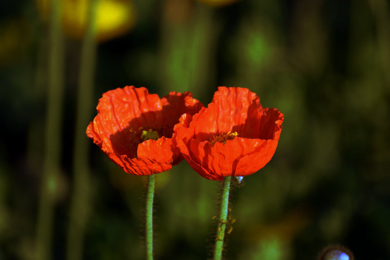 _DSC4608_1.JPG