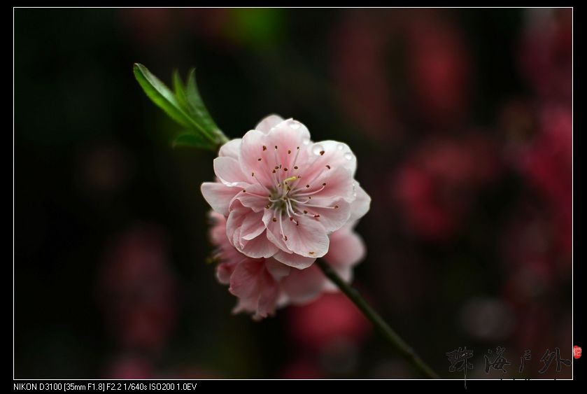 桃花.jpg