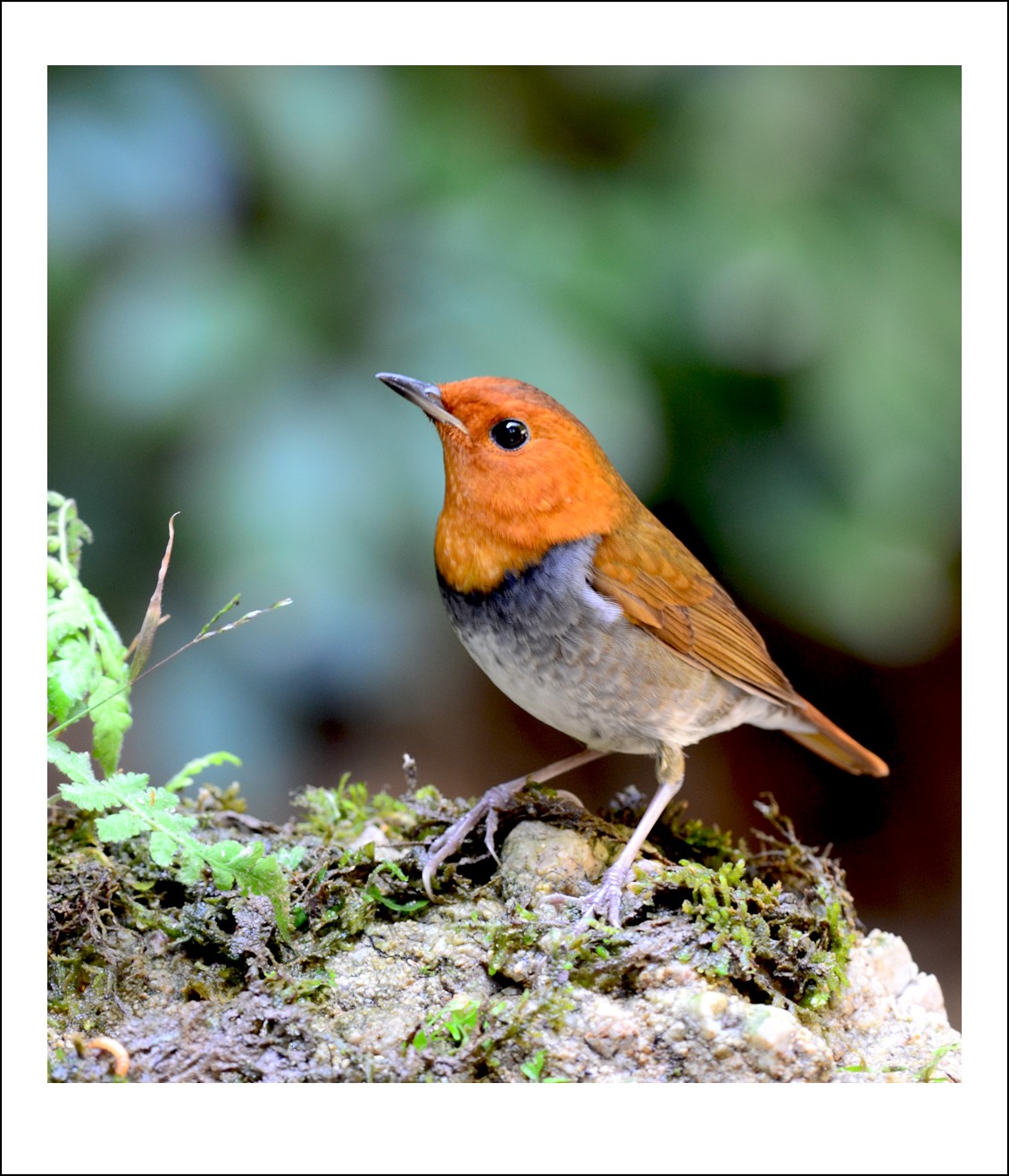 DSC_6209_conew1.jpg