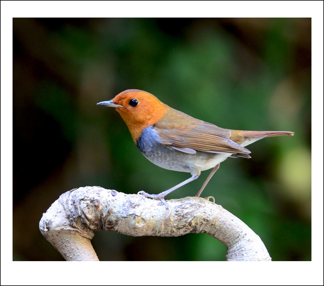 DSC_6698_conew1.jpg