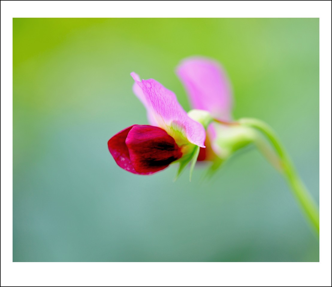 DSC_1402_conew1.jpg