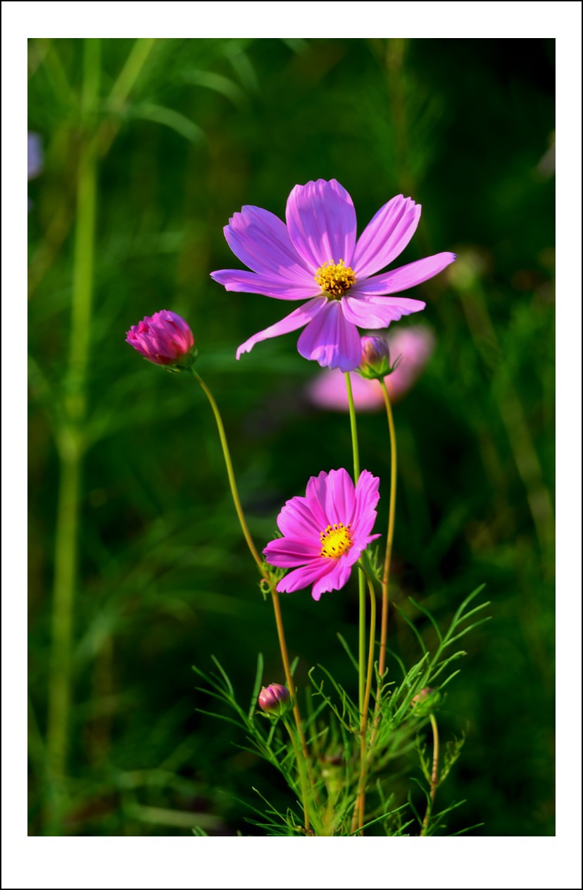 DSC_9632_conew1.jpg