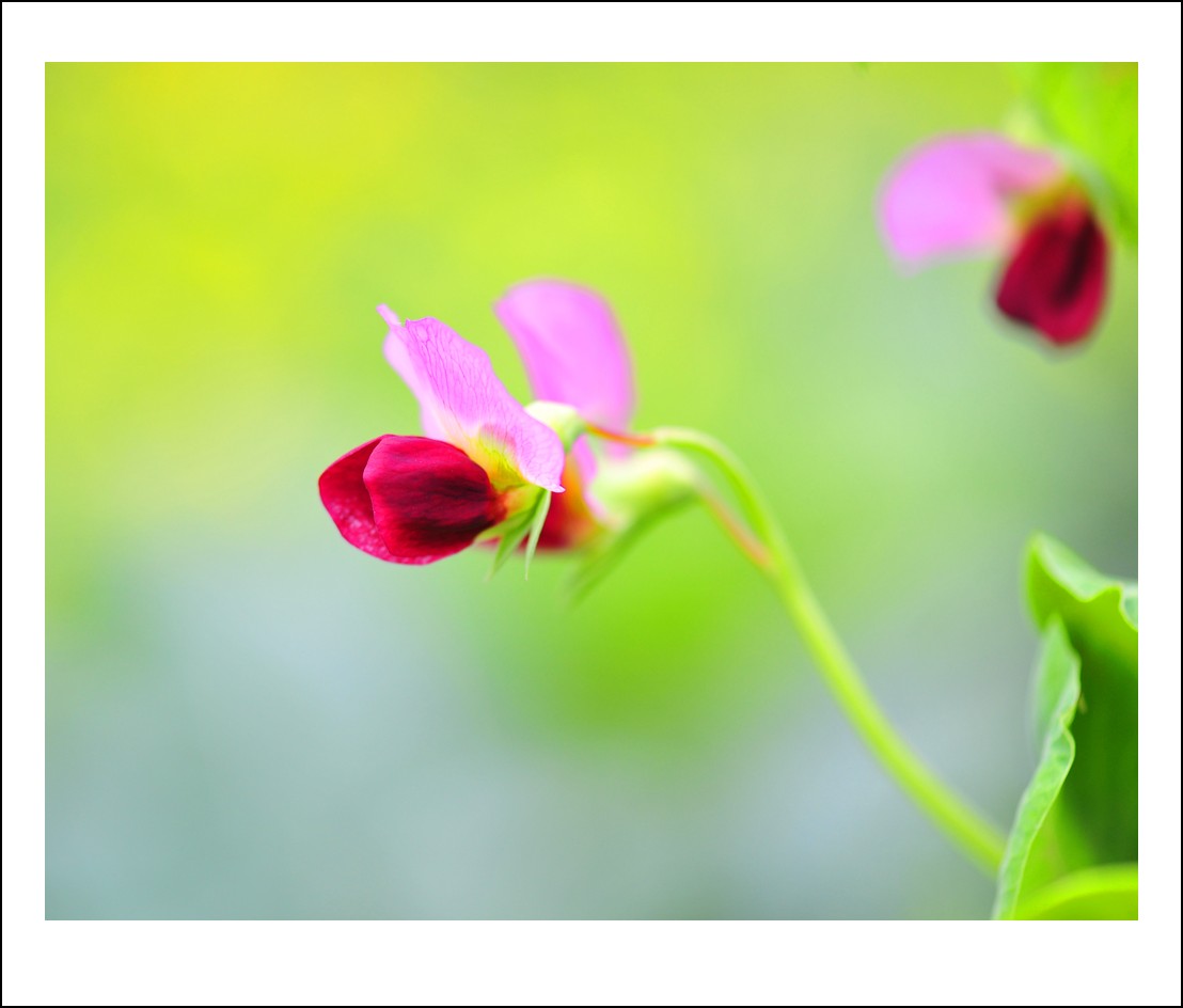 DSC_1399_conew1.jpg