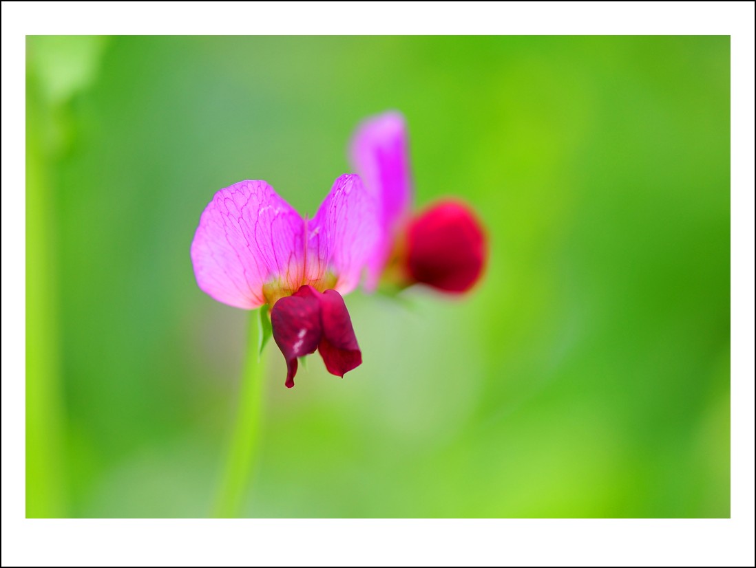 DSC_1401_conew1.jpg