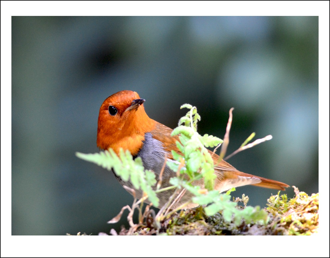 DSC_6023_conew1.jpg