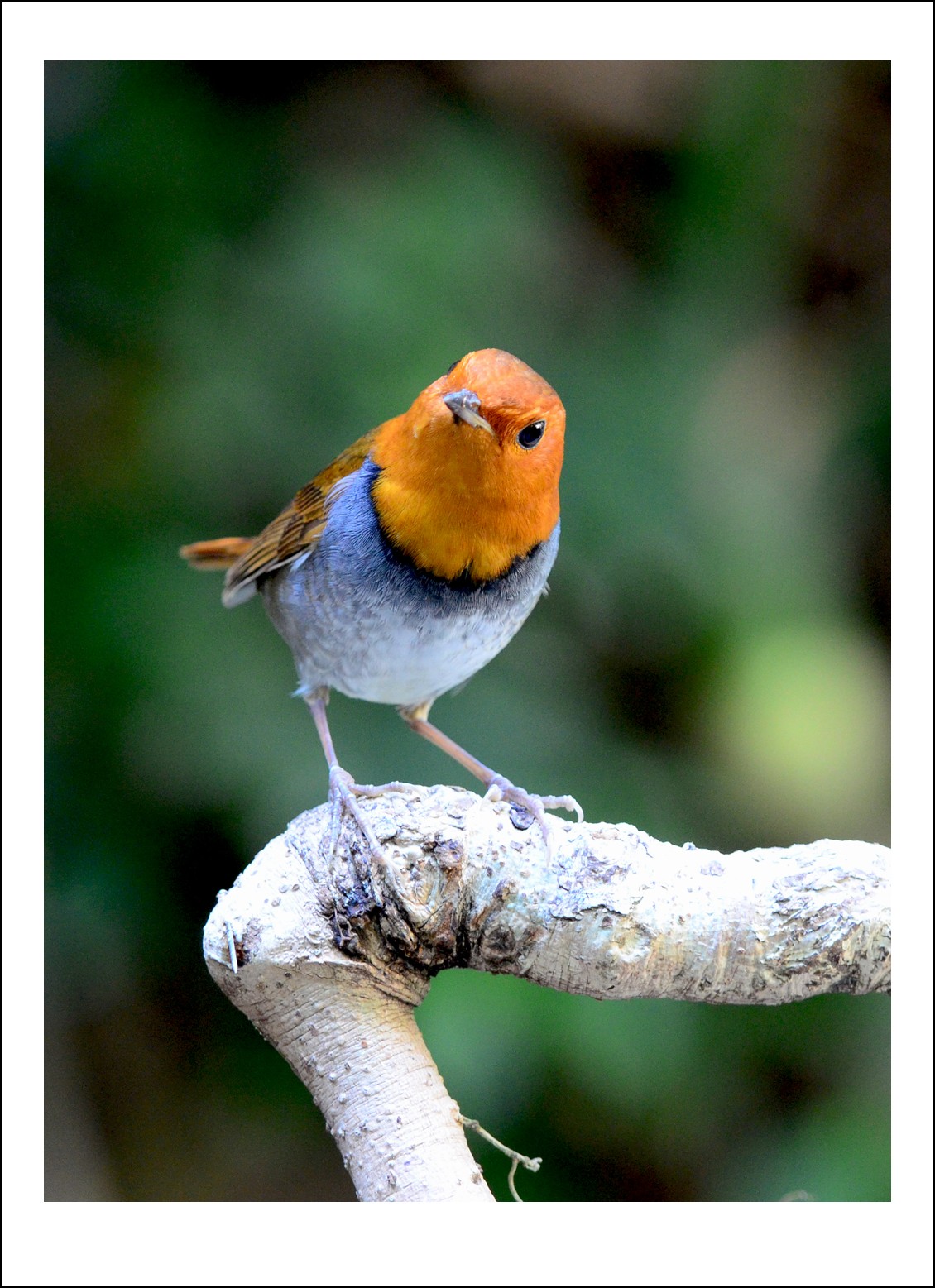 DSC_6410_conew1.jpg