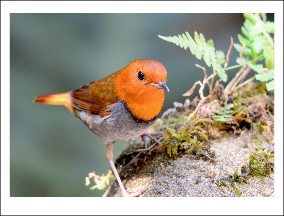DSC_6078_conew1.jpg