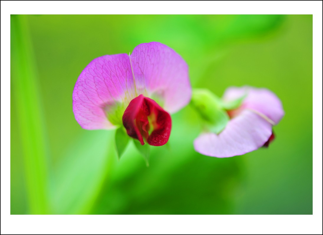 DSC_1414_conew1.jpg