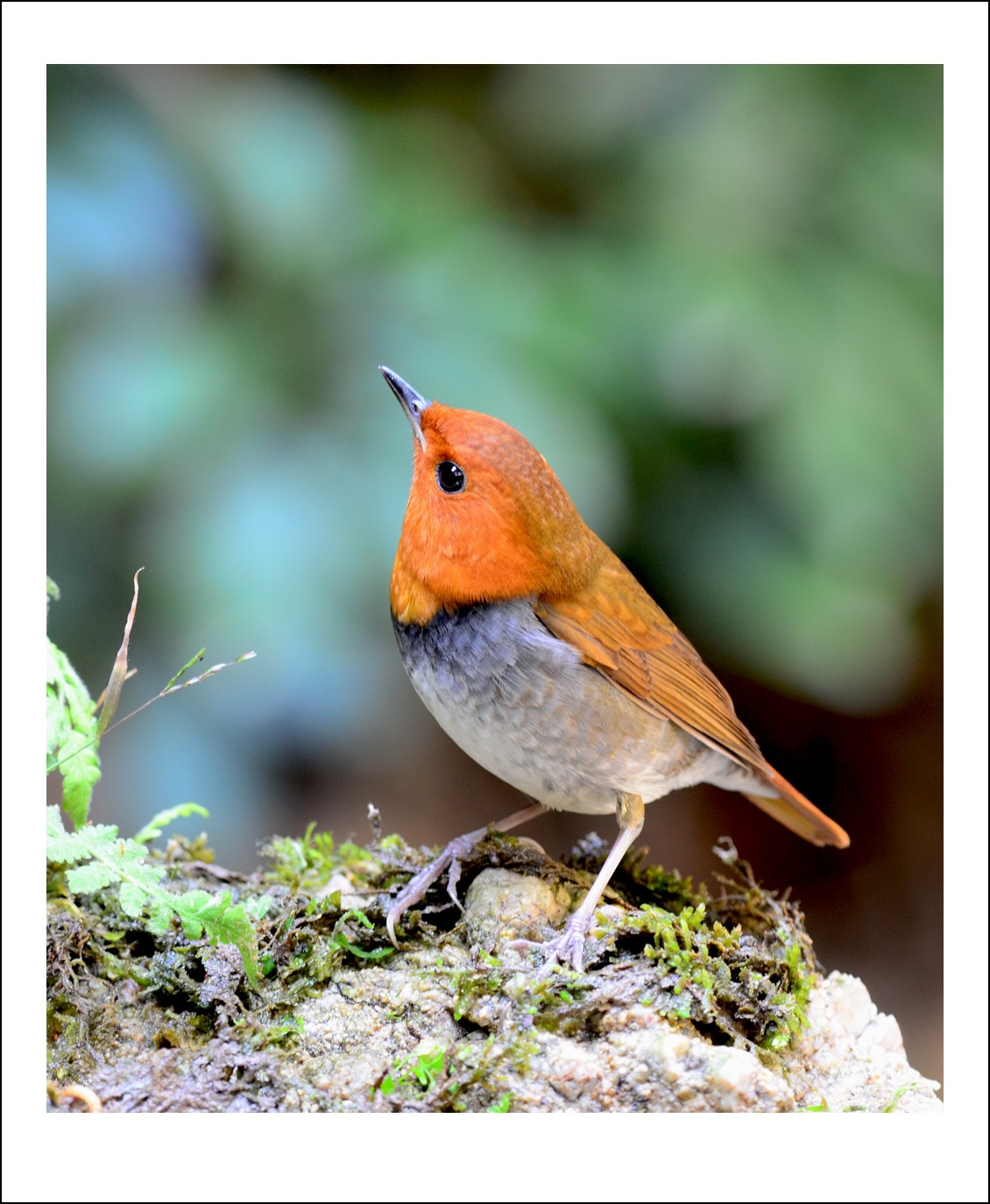 DSC_6223_conew1.jpg