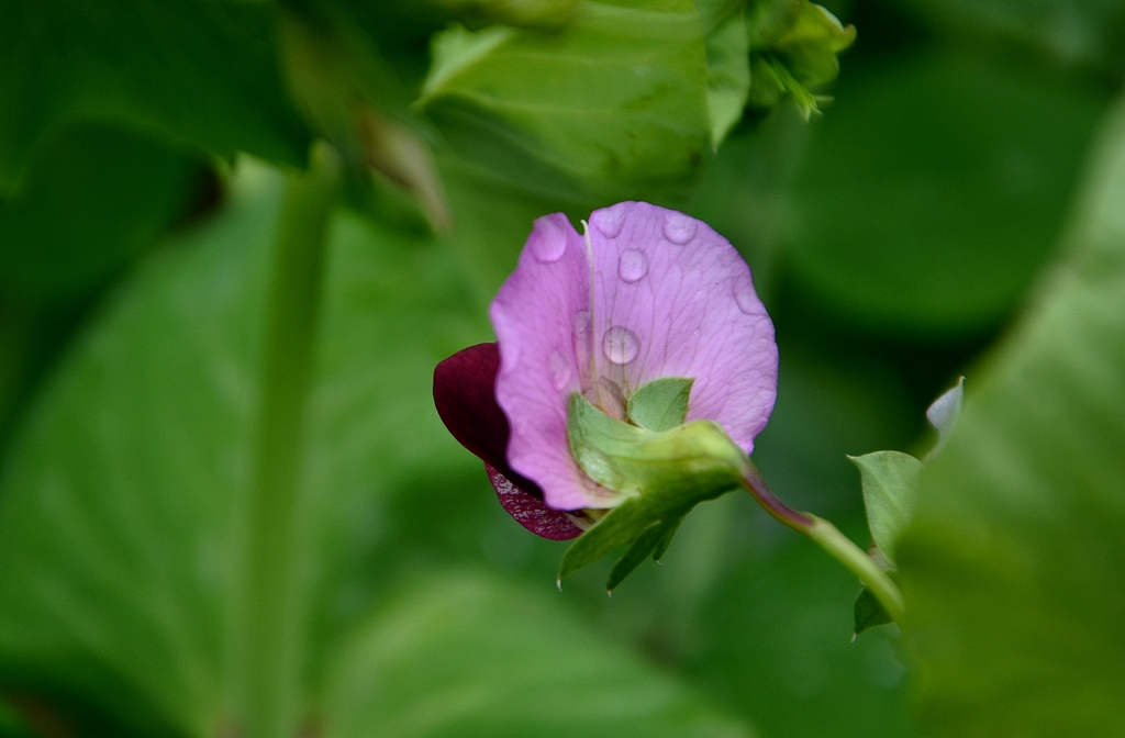 DSC_0168.JPG