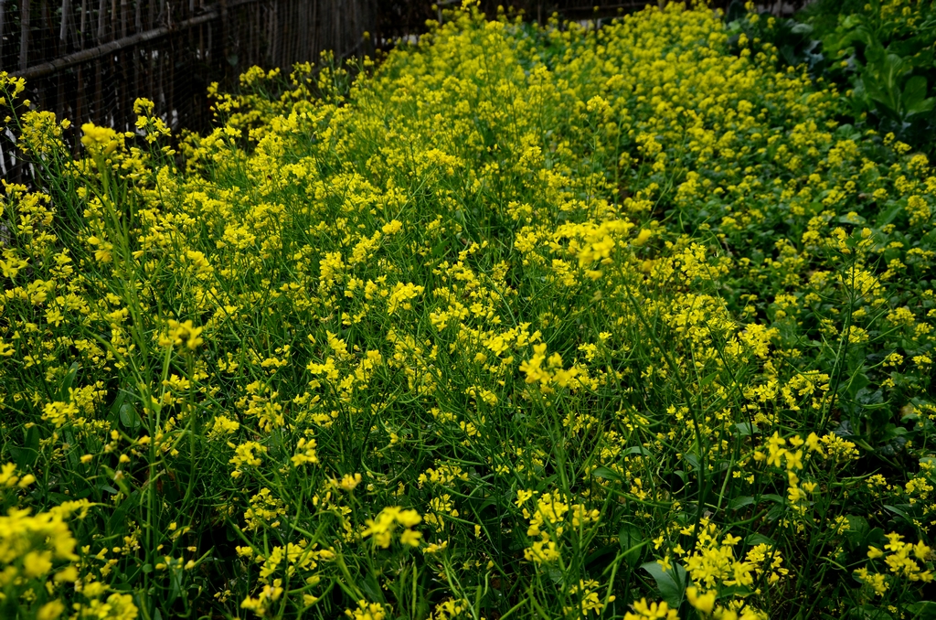 DSC_0213.JPG