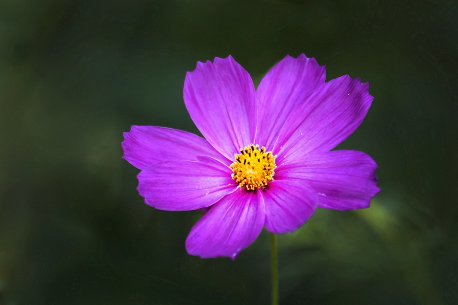 DSC_3706.jpg