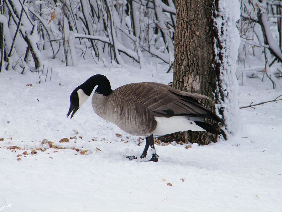 DSCF3297.JPG