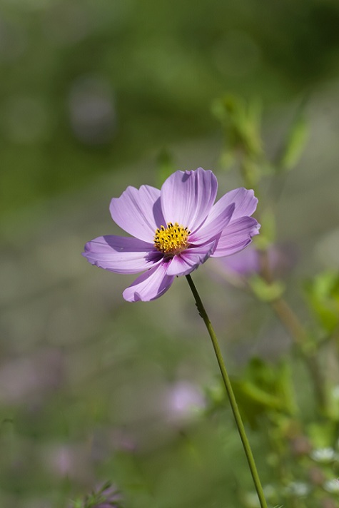 DSC_4489.jpg