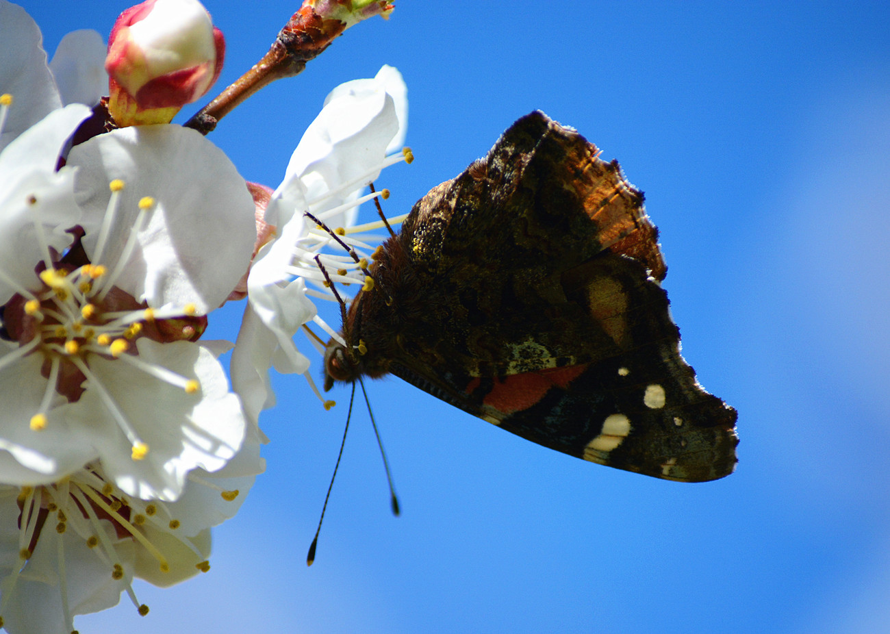 DSC_0785_14.jpg